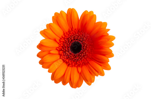 orange gerbera isolated