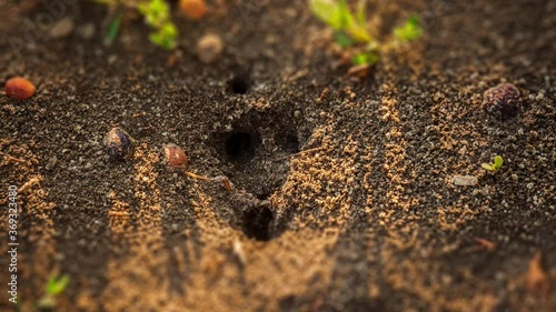 Ants Natural Life, Timelapse, HD ,Ants Building House, Ants Work. Working style of insects in wild life. The struggle of survival of bugs.