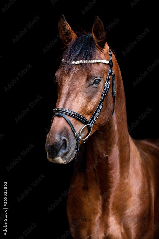 Fototapeta premium Beautiful amazing stunning healthy brown chestnut horse on black background. Portrait of a purebred stallion.