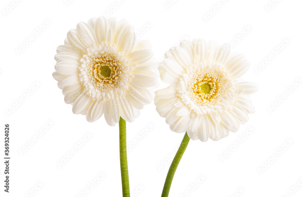 Naklejka premium white gerbera isolated