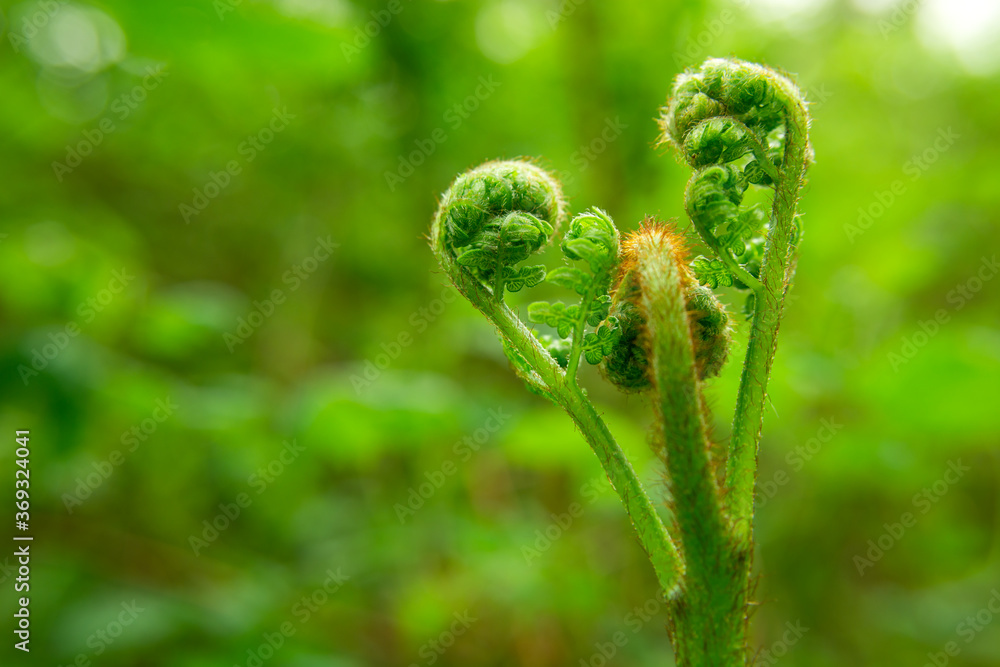 A young growing fern on a green forest background A young growing fern on a green forest background