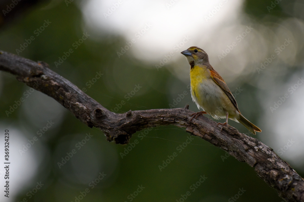 Dickcissel Perches on Dead Tree Branch Dickcissel Perches on Dead Tree Branch
