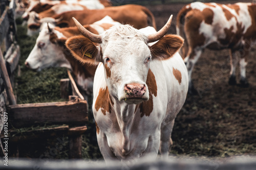Cows on the form. Milk production. Household animals. © Svetlana