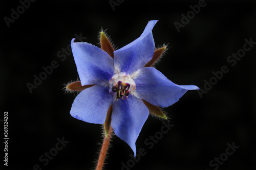Photography Blue borage flower