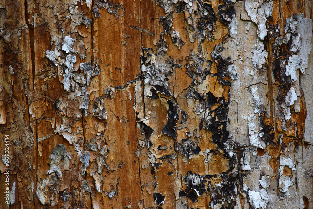Obraz premium Peeling Bark Background