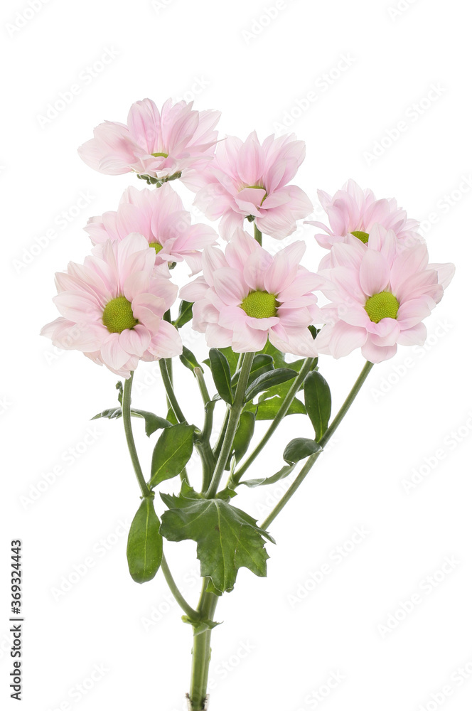 Chrysanthemum flowers and foliage