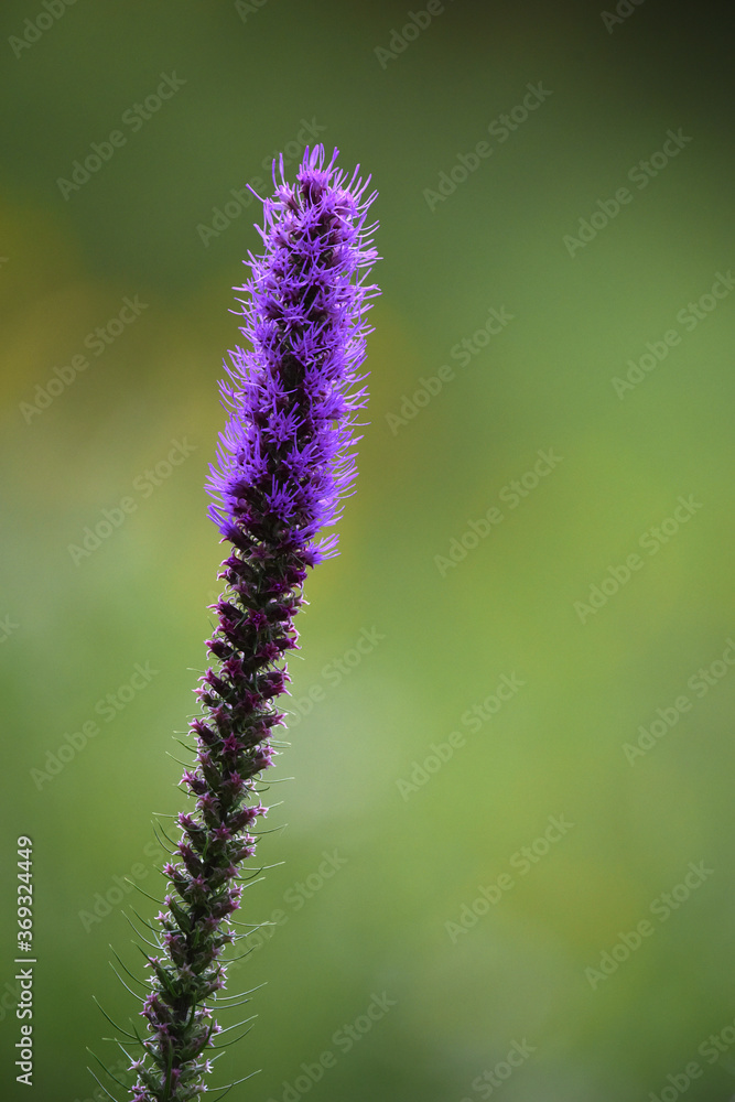 Fototapeta premium Prairie Blazing Star Against a Green Background