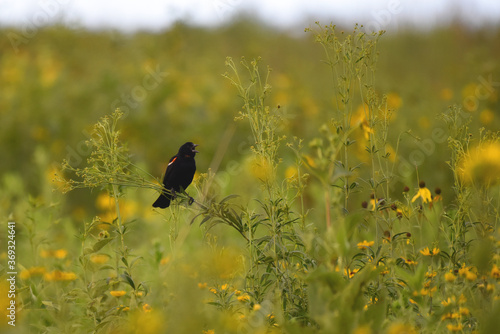 Red-winged Blackbird in Iowa Prairie