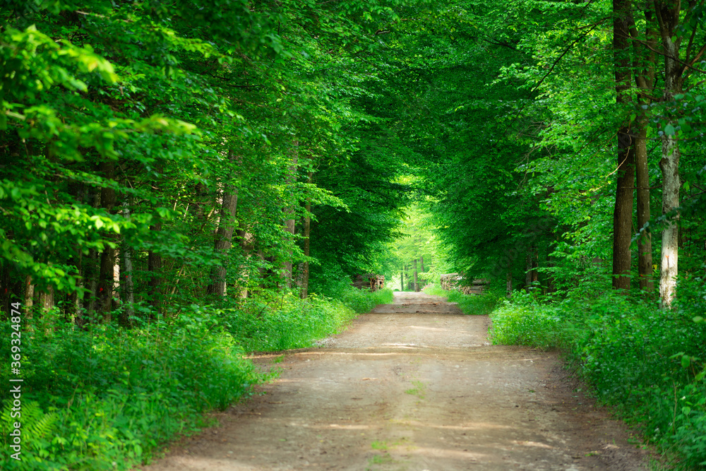 Fototapeta premium Ground road through green deciduous forest, sharpness in the background