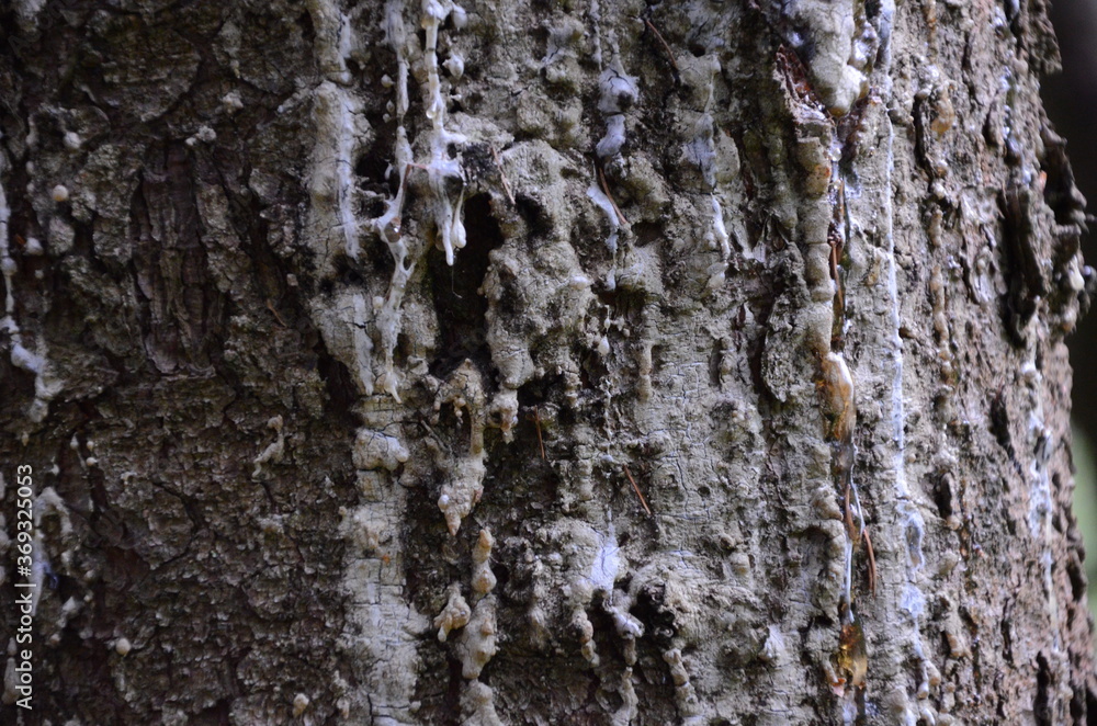 Obraz premium bark of a tree