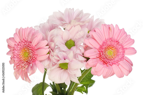 Pink chrysanthemum and gerbera