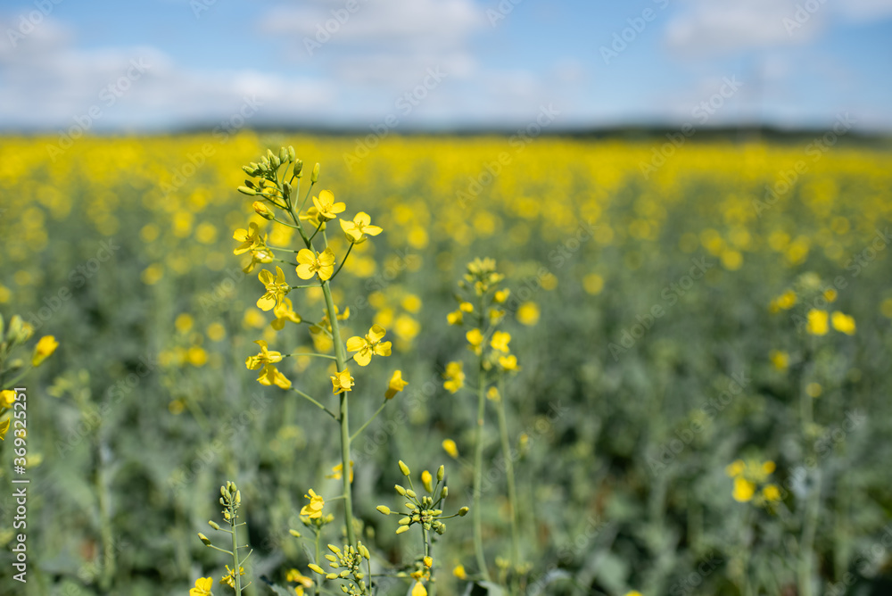 Rape flowers close up. Yellow field during rapeseed bloom. Rape flowers close up. Yellow field during rapeseed bloom.