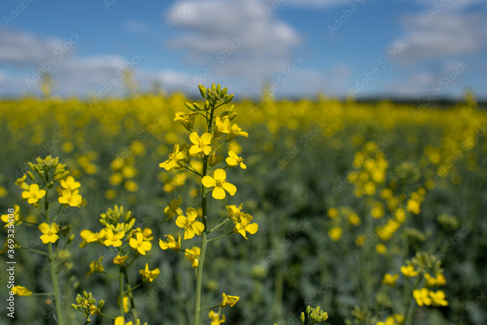 Rape flowers close up. Yellow field during rapeseed bloom. Rape flowers close up. Yellow field during rapeseed bloom.