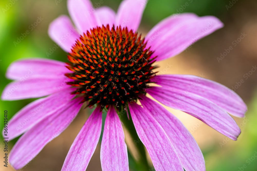 Macro view of a single purple coneflower (echinacea purpurea) with defocused background Macro view of a single purple coneflower (echinacea purpurea) with defocused background
