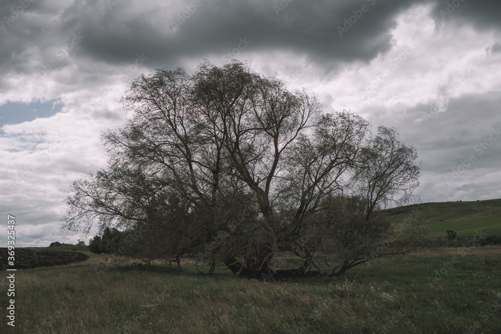 A lonely old willow grows in the middle of the field. The tree of my childhood. A lonely old willow grows in the middle of the field. The tree of my childhood.
