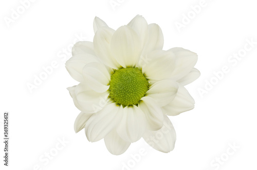 Single white chrysanthemum