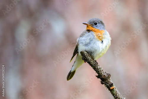 Red-breasted Flycatcher