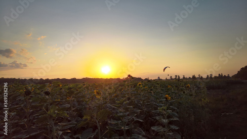 sunflower field and paraglider at sunset