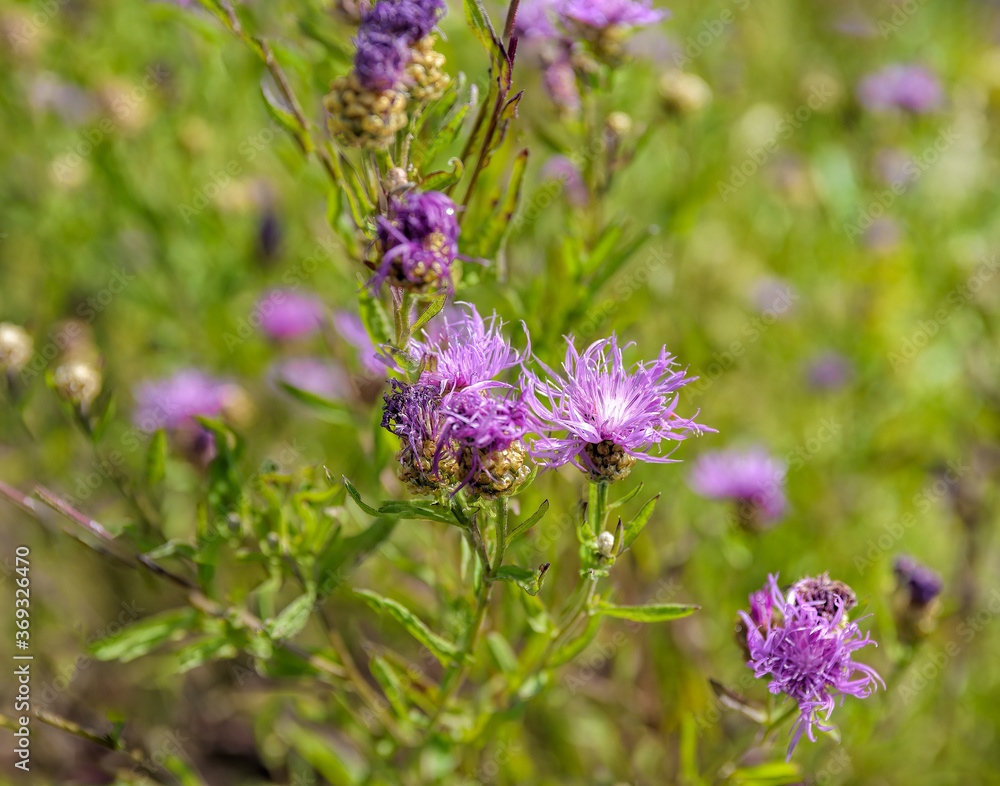 Bright pink flowers of blooming brown knapweed, Centaurea jacea. Selective focus with shallow depth of field. Bright pink flowers of blooming brown knapweed, Centaurea jacea. Selective focus with shallow depth of field.