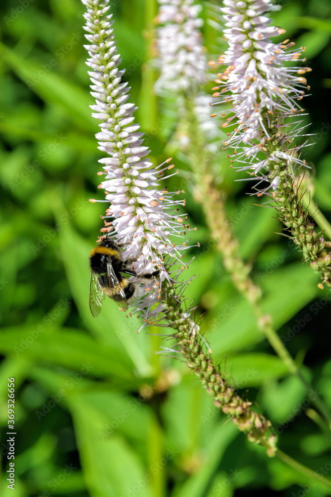 Honey bee collect nectar and polinate pink flowers of the blossoming Veronicastrum virginicum, or Culver's root. Selective focus with shallow depth of field.