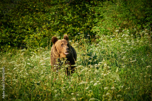 Brown Bear - Ursus arctos in the grass © Martin