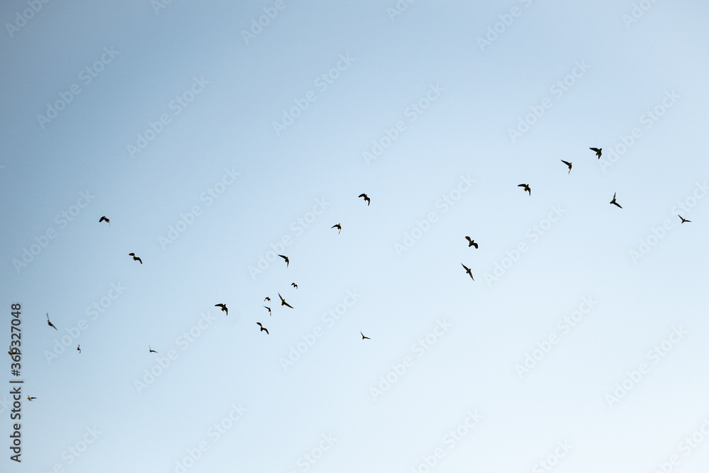 Flock of migrating birds flying in blue sky from below Flock of migrating birds flying in blue sky from below