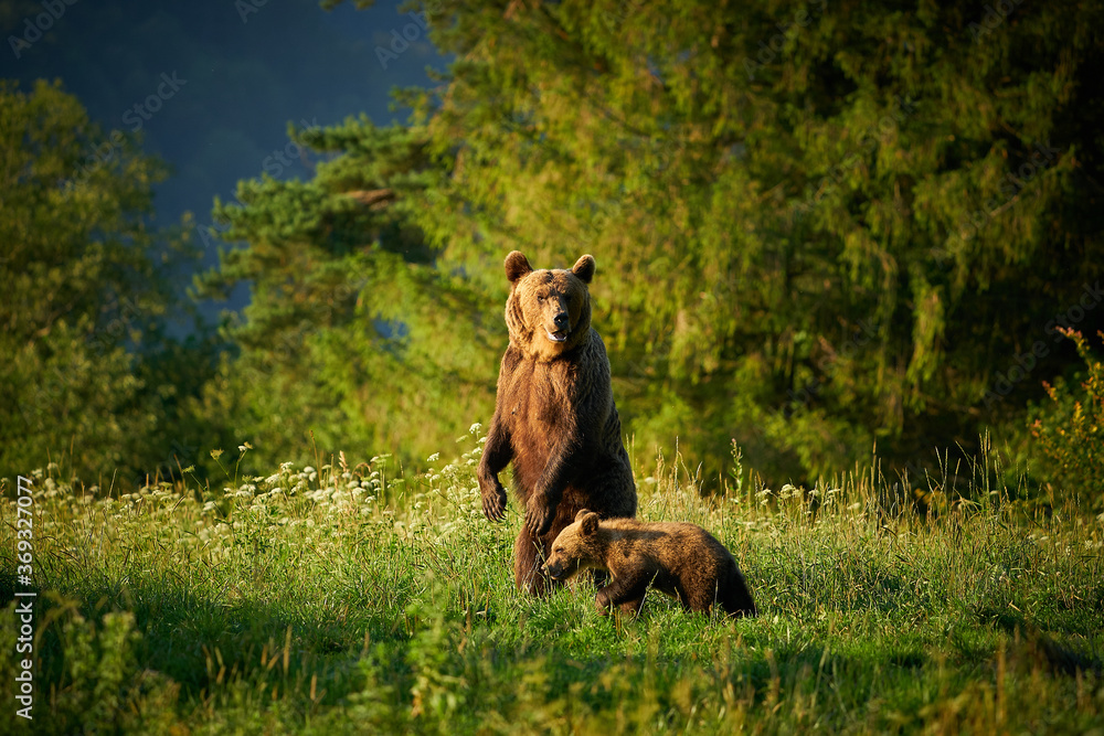 Brown bear family in the grass in the meadow