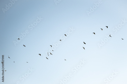 Fotografija Flock of migrating birds flying in blue sky from below