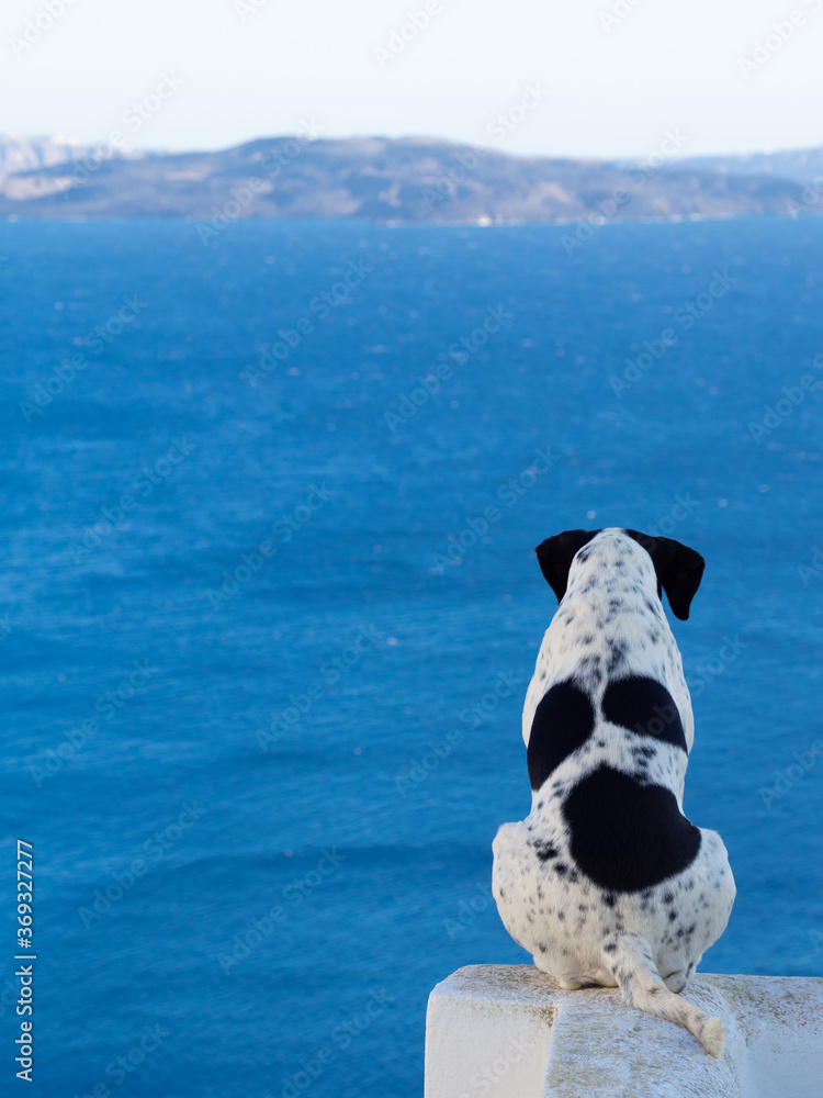 Obraz premium back view of the black-white dog alone on balcony looking out to sea