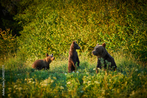 Brown bear family in the grass in the meadow