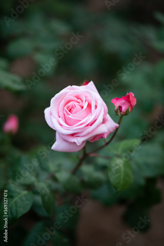 pink rose in garden