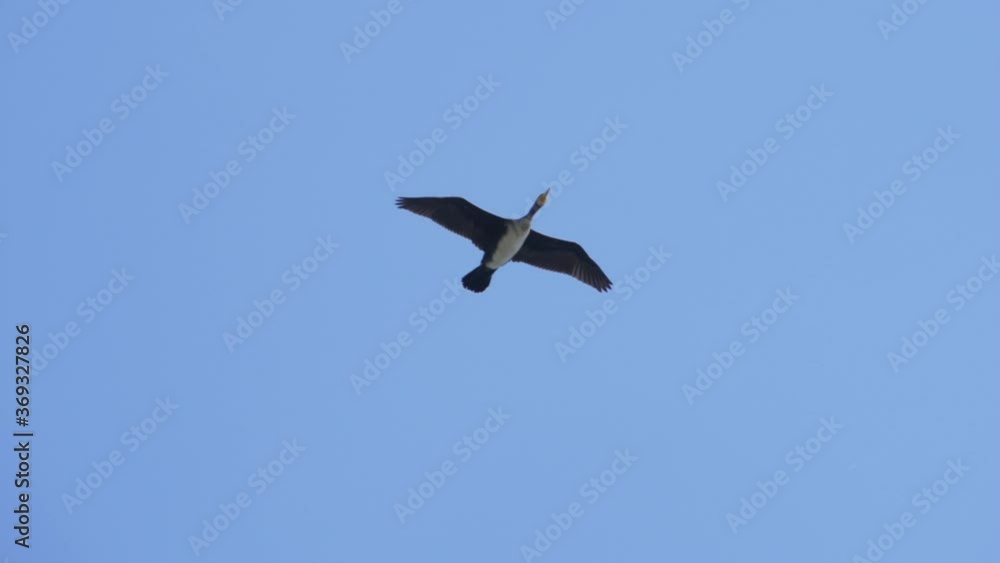 Slow Motion. Birds Geese Flying in Formation, Blue Sky. Migrating Greater Cormorant Birds Flying in Formation. Slow Motion. Birds Geese Flying in Formation, Blue Sky. Migrating Greater Cormorant Birds Flying in Formation.