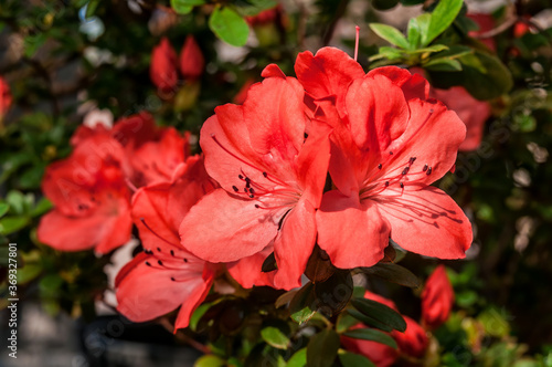 Indian Azalea (Rhododendron simsii) in greenhouse