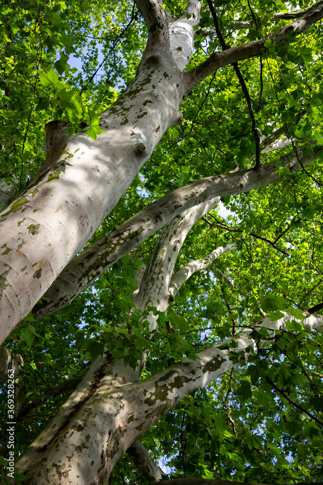 Fototapeta premium Platanus in the park seen from the bottom
