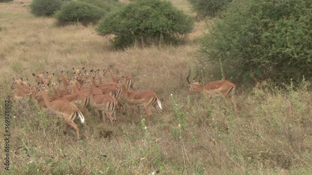 A male impala watches over his harem in the park A male impala watches over his harem in the park