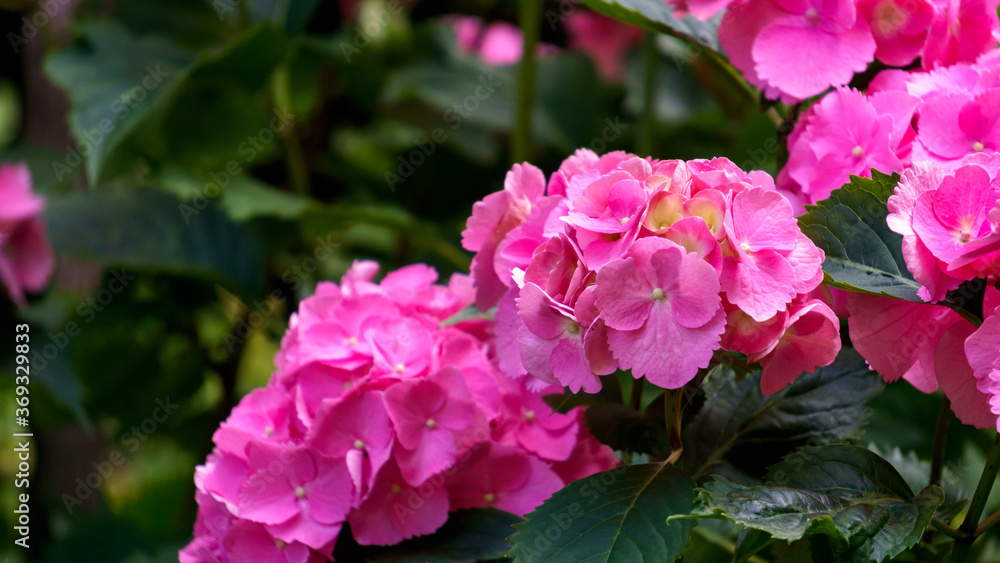 Beautiful pink large flowers of hydrangea close-up.