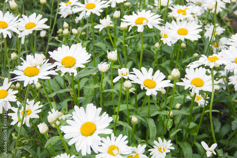 Fototapeta premium Lots of daisies. Daisies, daisies, wildflowers. Many daisies in the meadow.