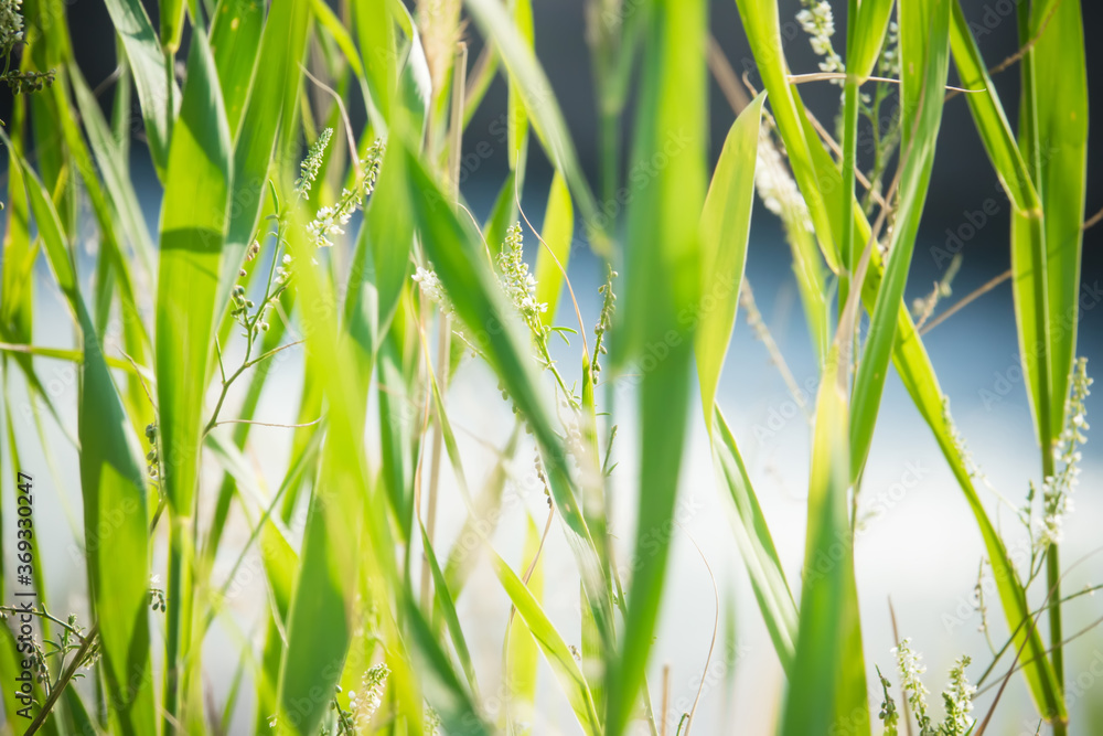 Obraz premium Green Leaves Reeds