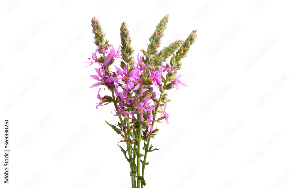 Fototapeta premium Lilac meadow flowers isolated