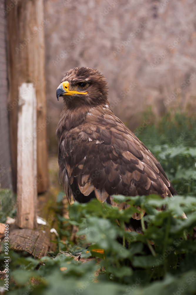 Brown steppe eagle sits in grass Brown steppe eagle sits in grass