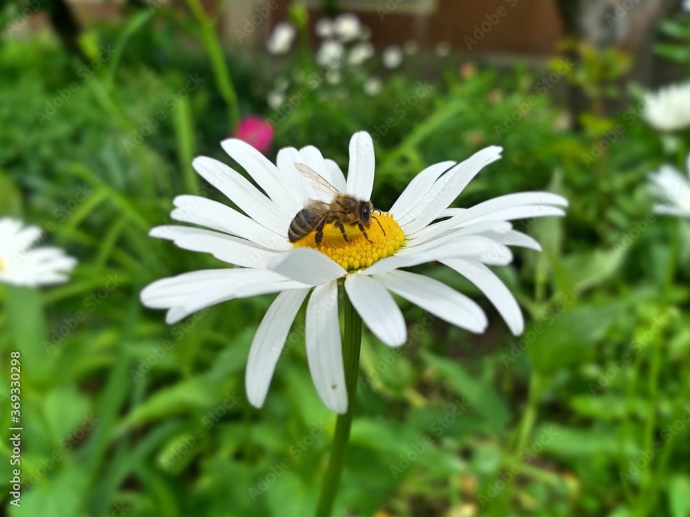 Obraz premium bee on daisy