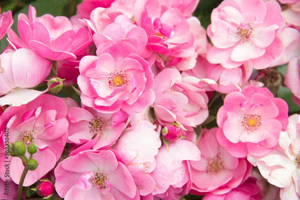 Lots of pink flowers. Beautiful Roses Background Lots of pink flowers. Beautiful Roses Background