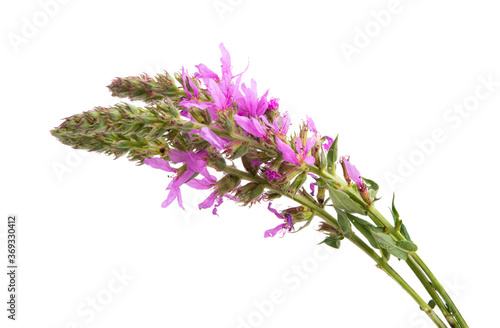 Lilac meadow flowers isolated