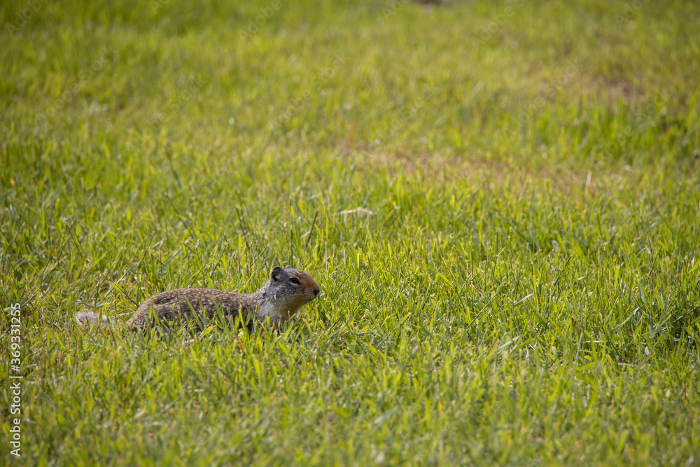 Ground squirrel sitting in grassland Ground squirrel sitting in grassland