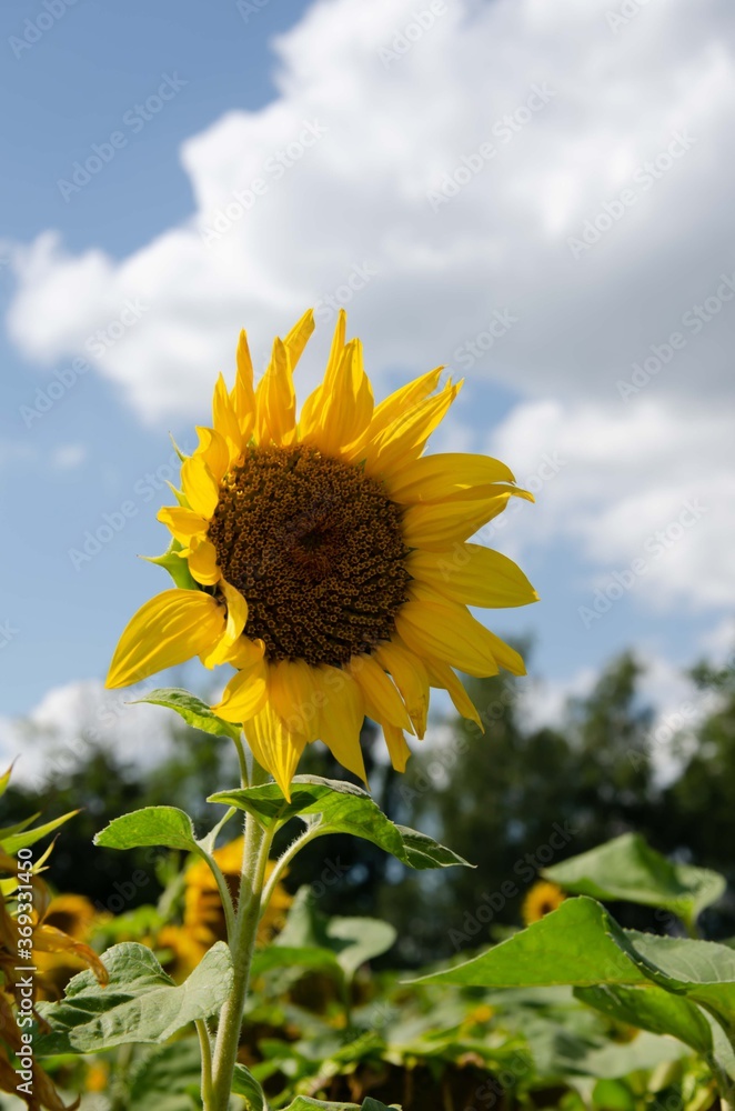 Big yellow sunflower blue sky white clouds. Summer sunflower sky background. Big yellow sunflower blue sky white clouds. Summer sunflower sky background.