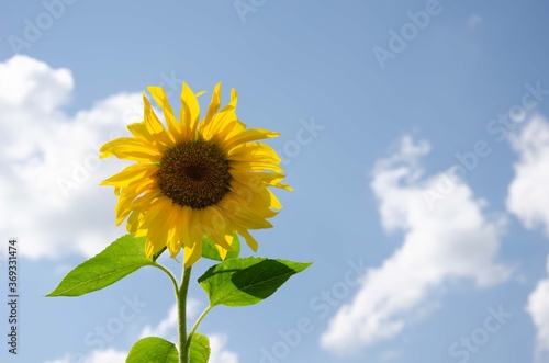 Big yellow sunflower blue sky white clouds. Summer sunflower sky background.