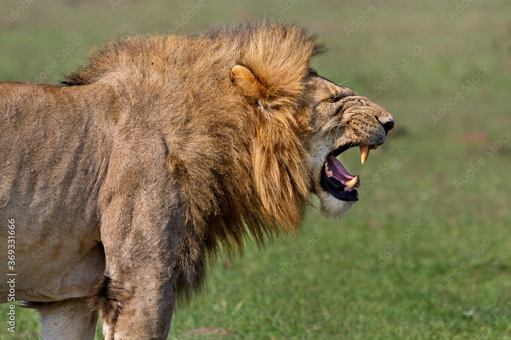 Male lion with its mouth open in Maasai Mara, Kenya, Africa Male lion with its mouth open in Maasai Mara, Kenya, Africa