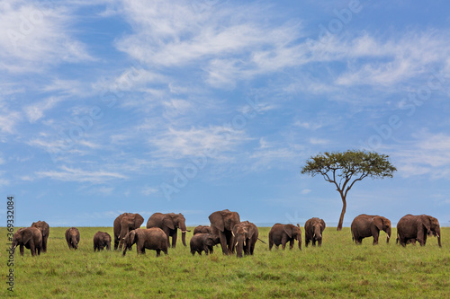 Elephants in Maasai Mara, Kenya, Africa
