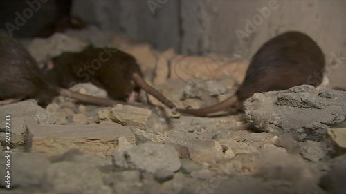 Wild  gray rat sniffs and comes close to the camera.