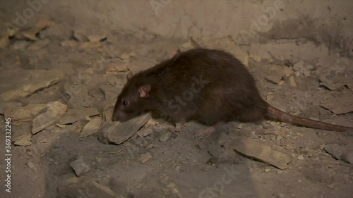 One gray rat running.